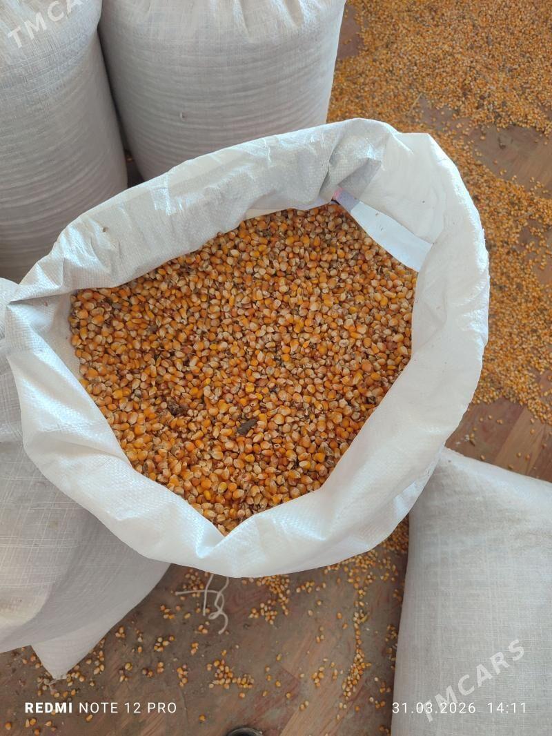 Mekge tohum - Ýaşlyk - img 1