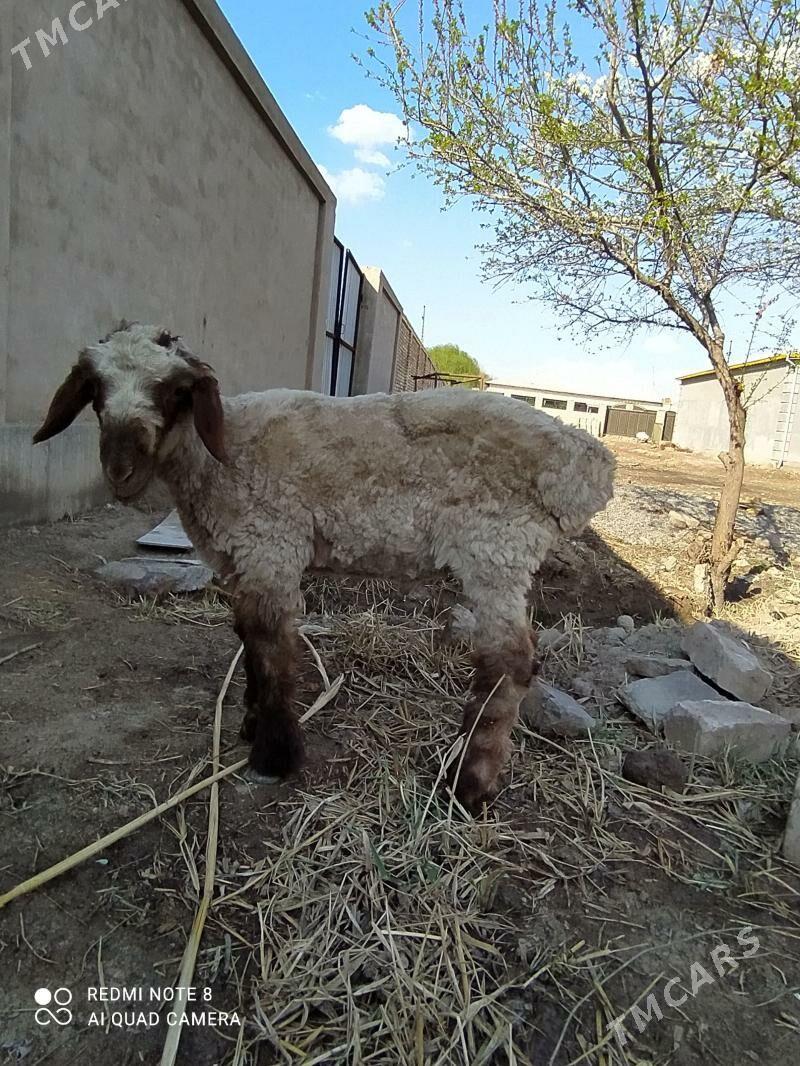 GOC GUZY - Шабатский этрап - img 1