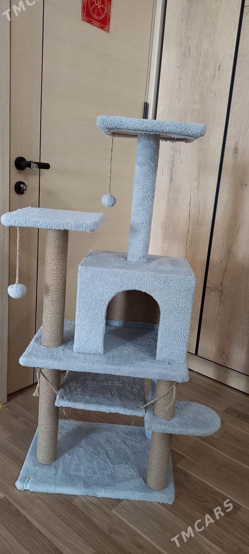 для котят - Ашхабад - img 1