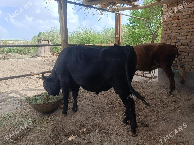 okuz - Чарджоу - img 1