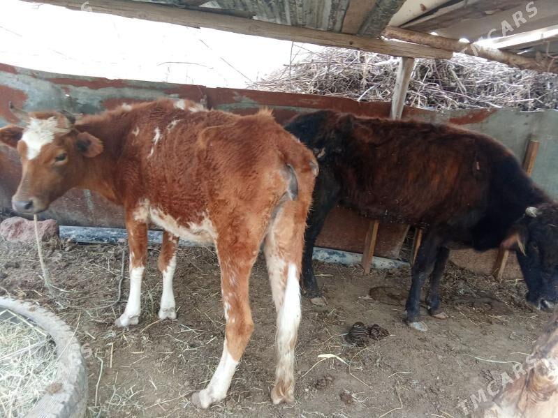 kysyr inekler - Чарджоу - img 1