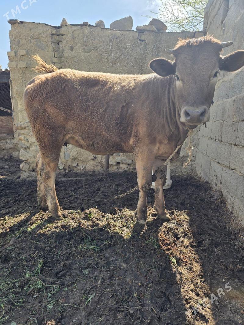 tohum tuwe - Бахарден - img 1