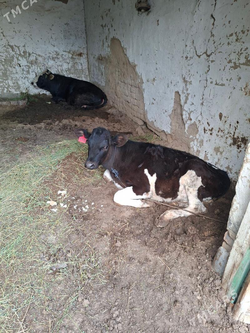 okuzler - Hitrowka - img 1