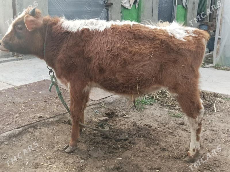 okuz - Bagyr - img 1