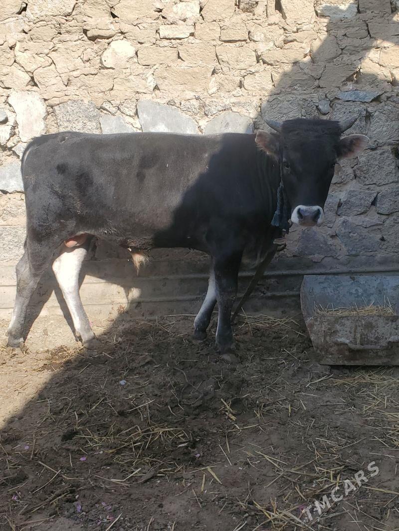 okuz - Gyzylarbat - img 1