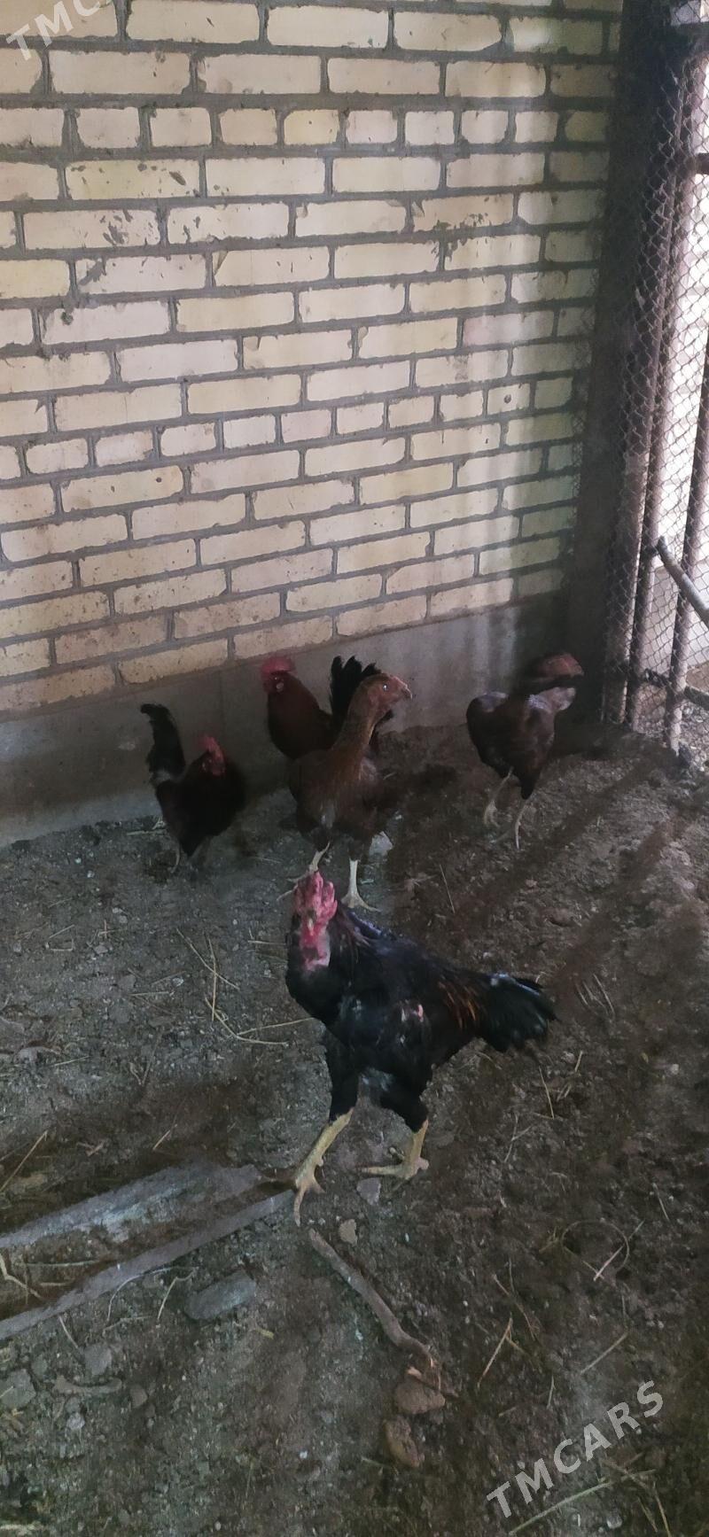 horaz - Чарджоу - img 1