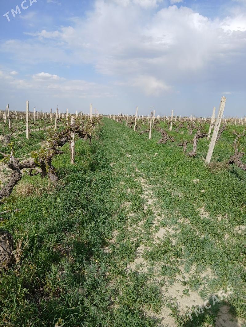 üzüm gekda - Гёкдепе - img 1