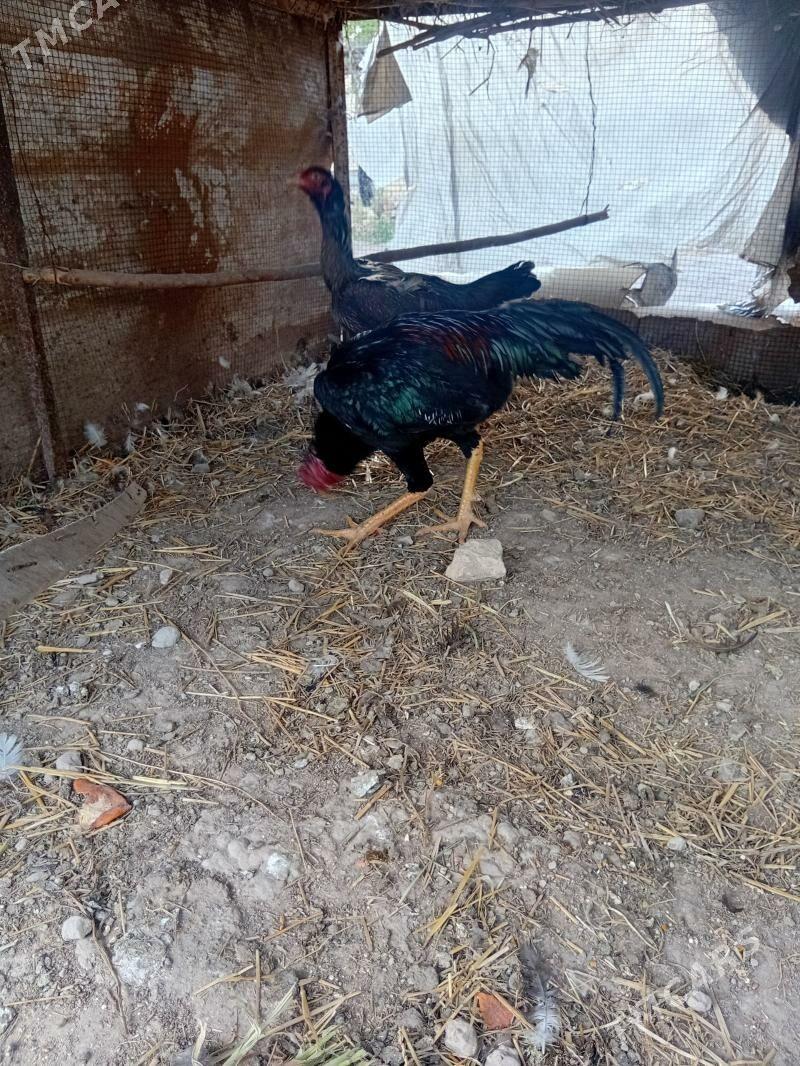 horaz - Чарджоу - img 1