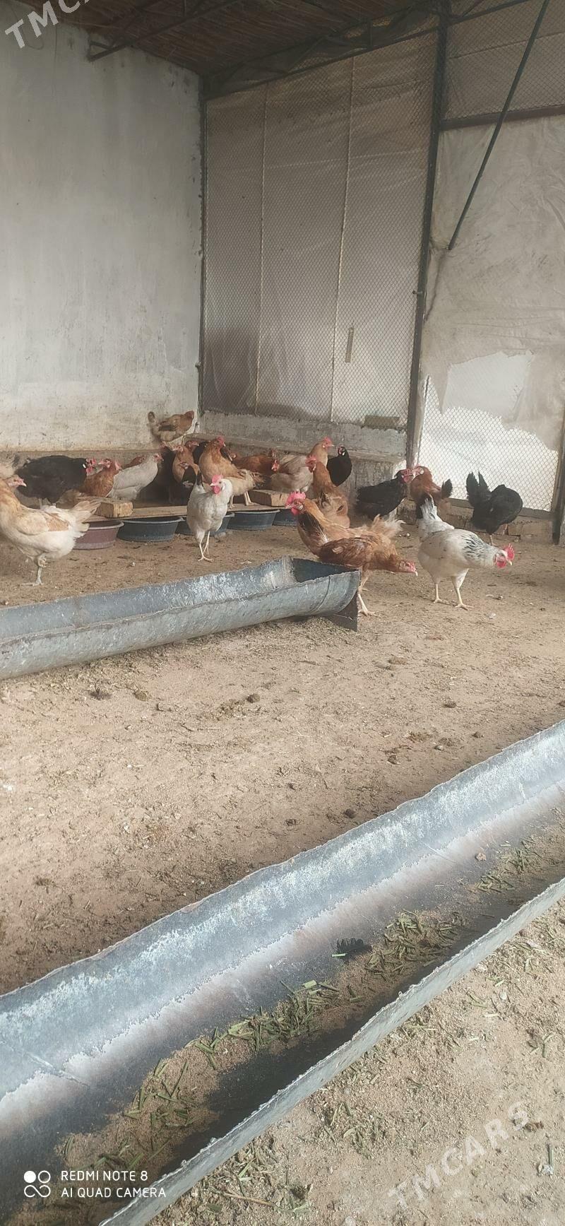 towuk - Мары - img 1