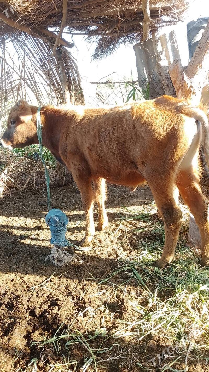 okuz - Бабадайхан - img 1