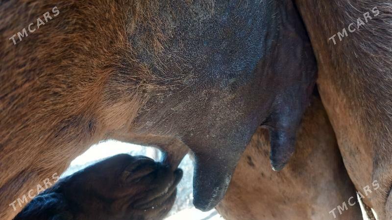 korpe kosekli duye - Ашхабад - img 1