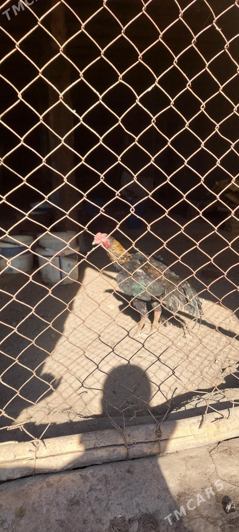 baýsow jujeler - Губадаг - img 1