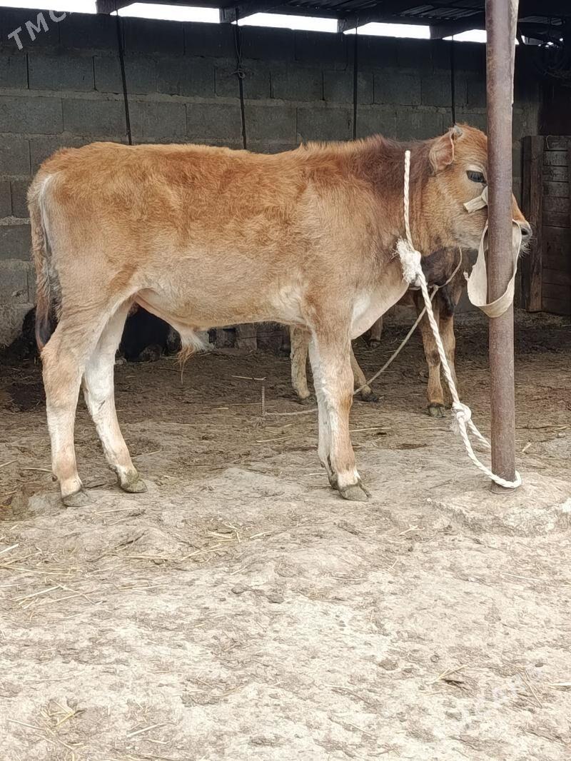 şwes öküzçe - Бахарден - img 1