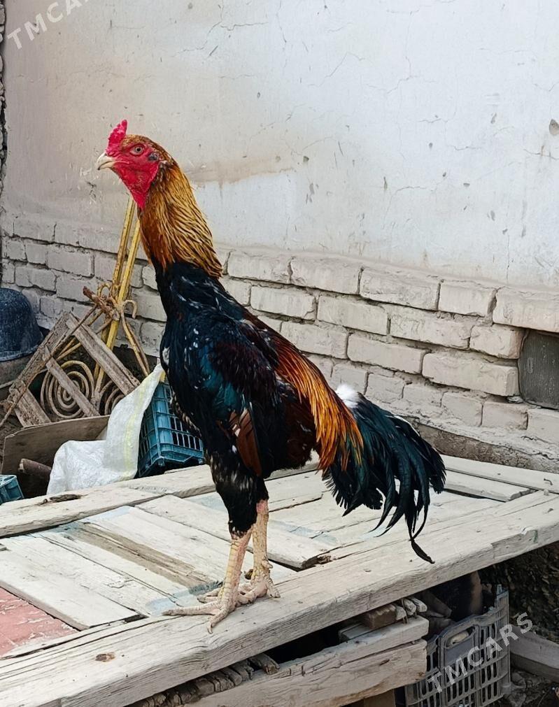 HORAZ - Дашогуз - img 1