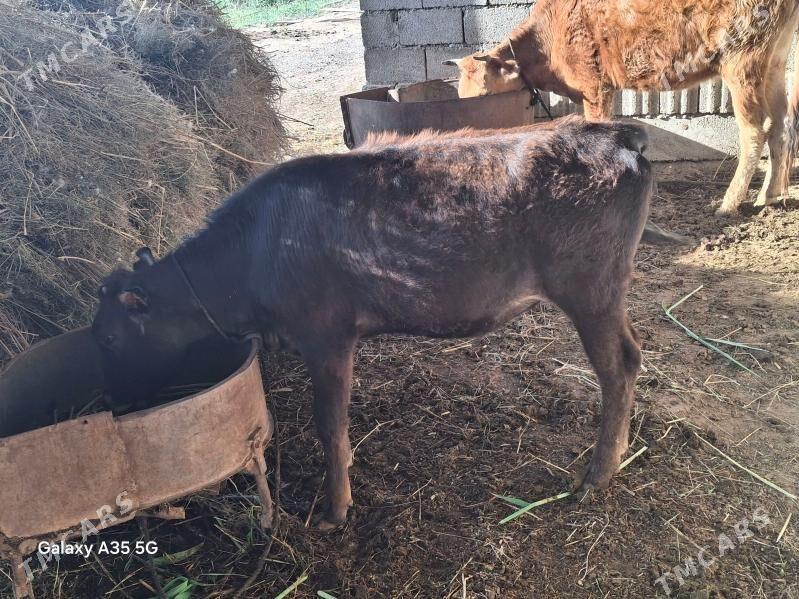 tuwe - Tejen - img 1