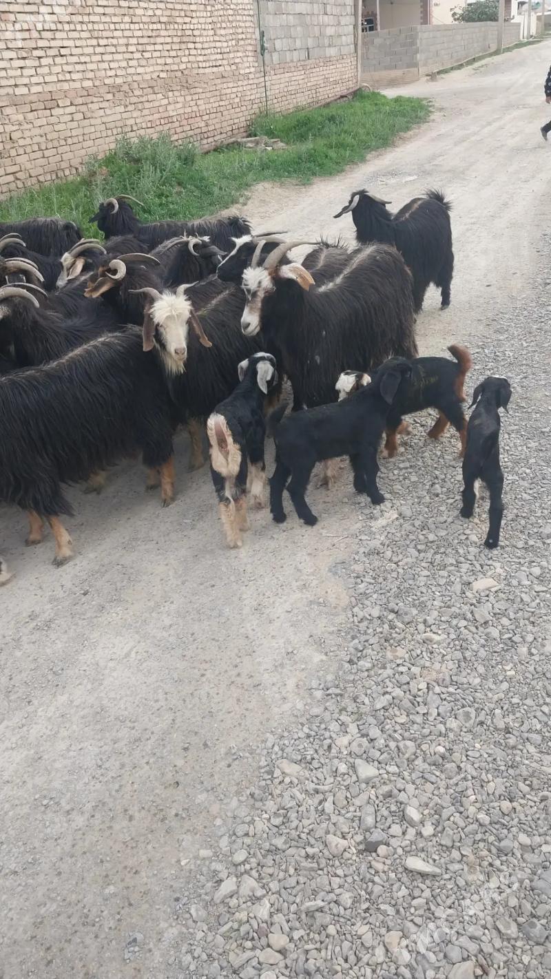 ovlakly geci - Bäherden - img 1