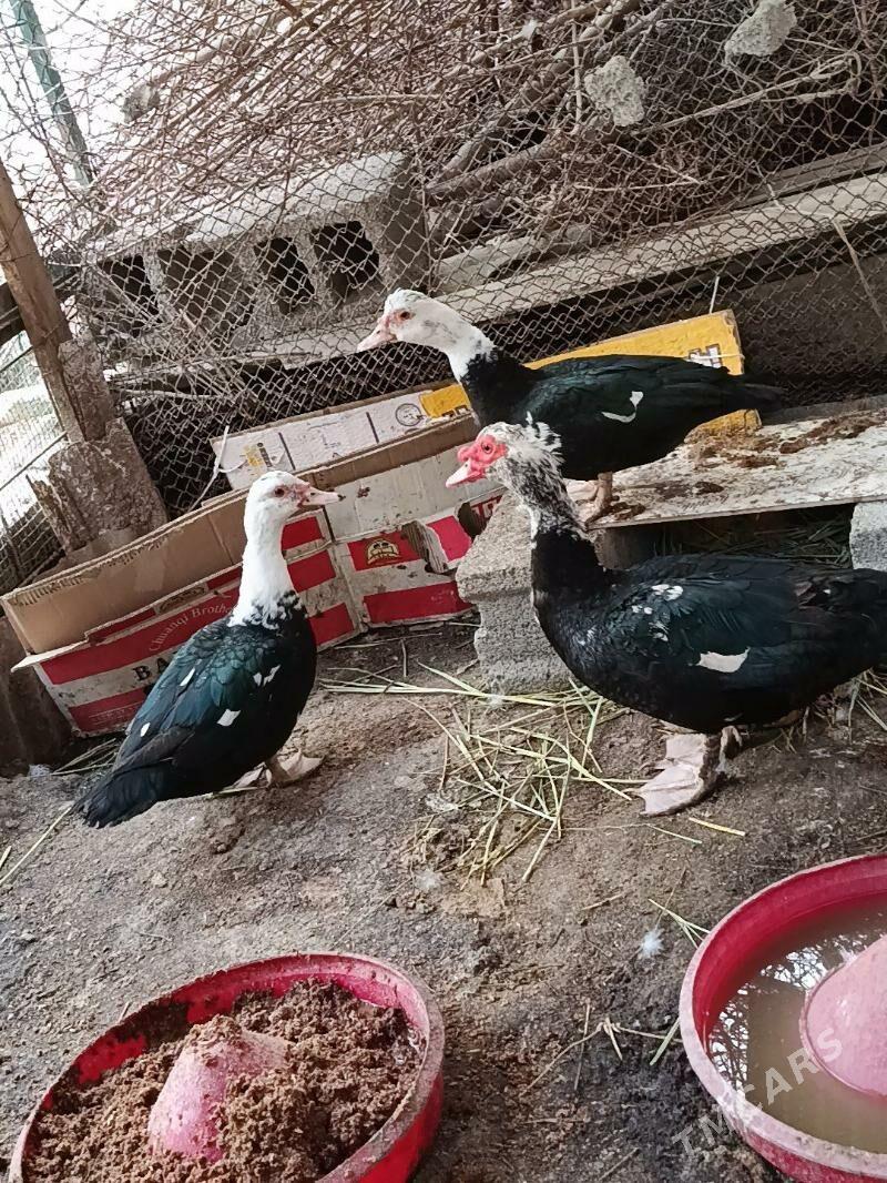 indutga ördek - Büzmeýin - img 1