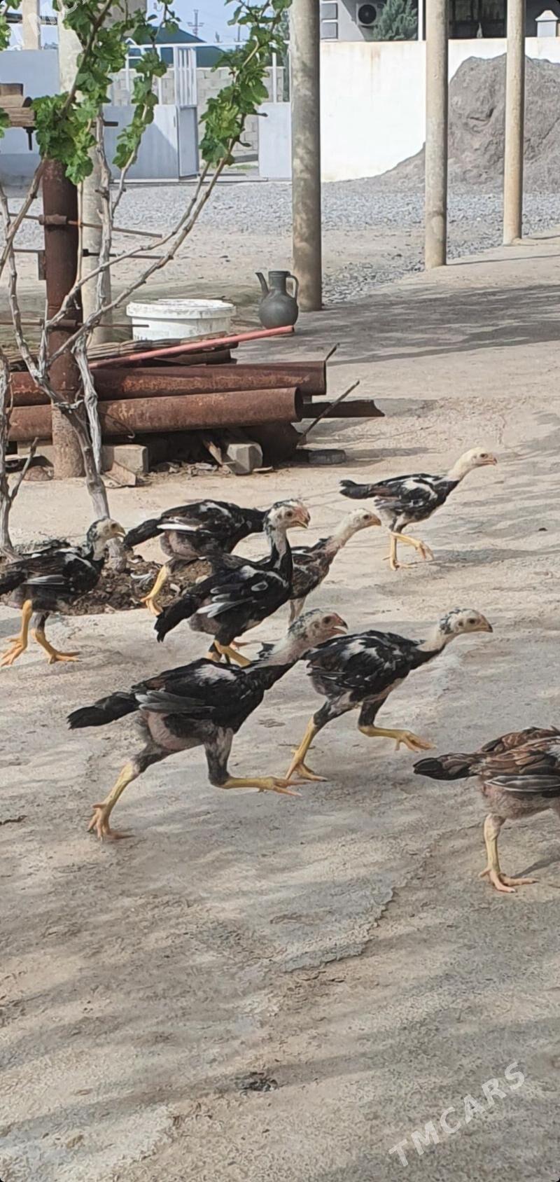 ташкент хороз - Aşgabat - img 1