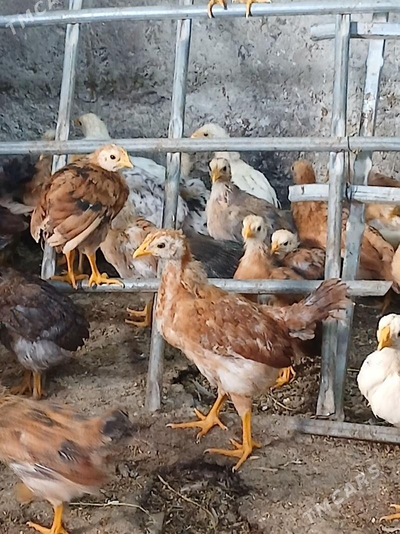 juyje - Magtymguly - img 1