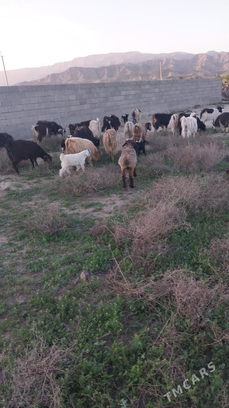 ovlakly geci - Bäherden - img 1