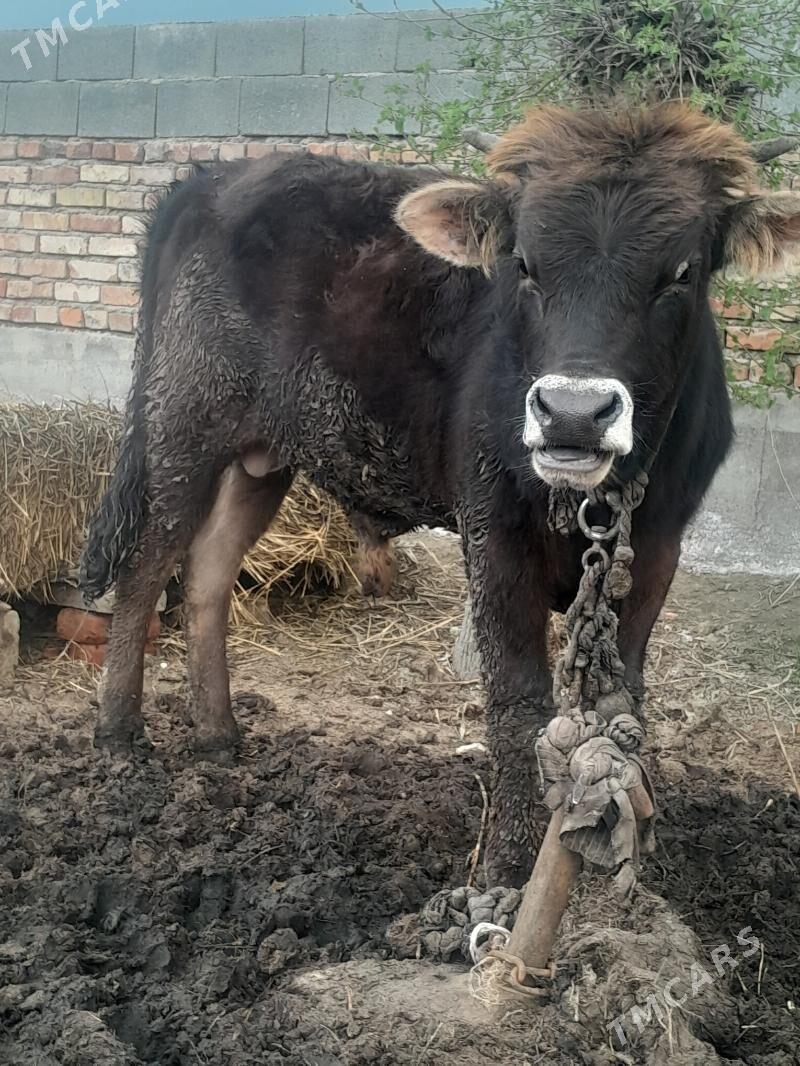 ökùzler - Бахарден - img 1