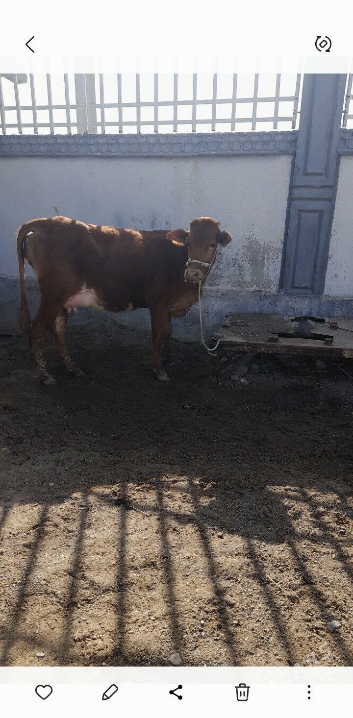 göleli sygyr - Гёкдепе - img 1