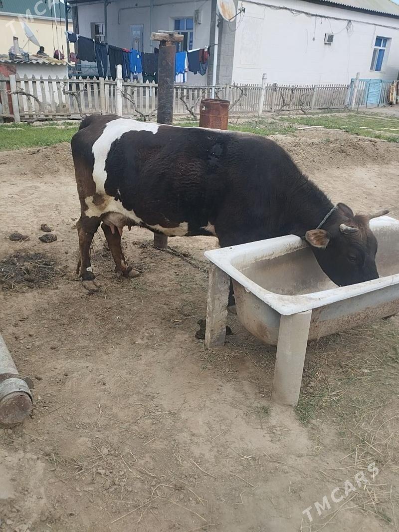 GÖLELİ SYGYR - Herrikgala - img 1