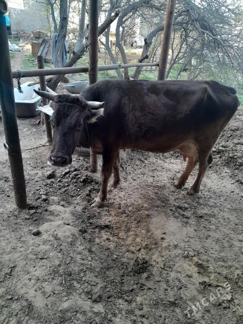 Göleli Sygyr - Aşgabat - img 1