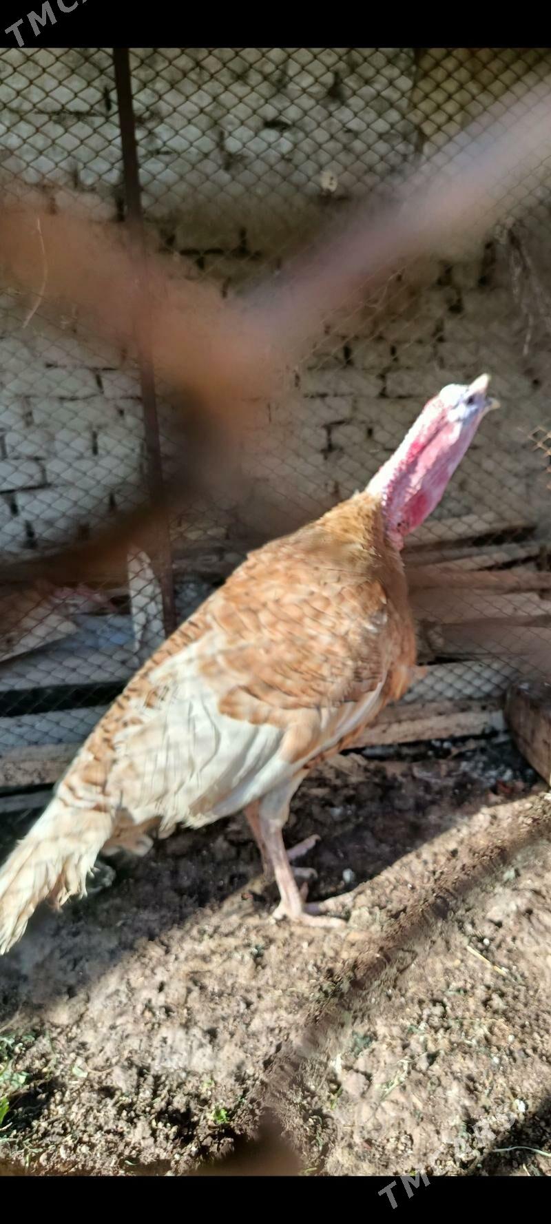 Induk horaz - Ёлётен - img 1