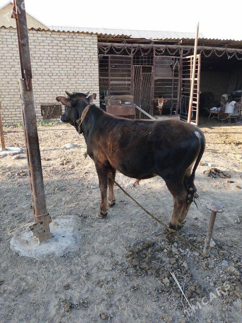 ökiz - Мары - img 1