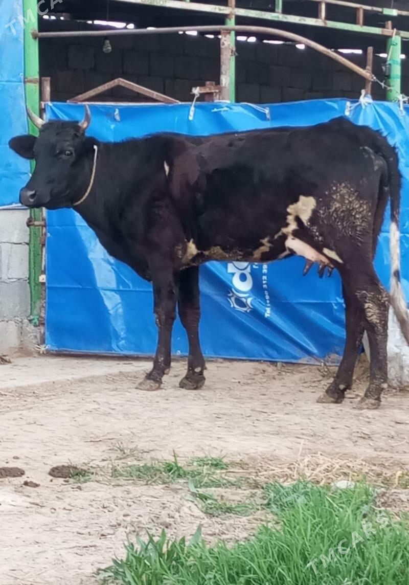 GİBRİT GÖLELİ SYGYR - Gökdepe - img 1