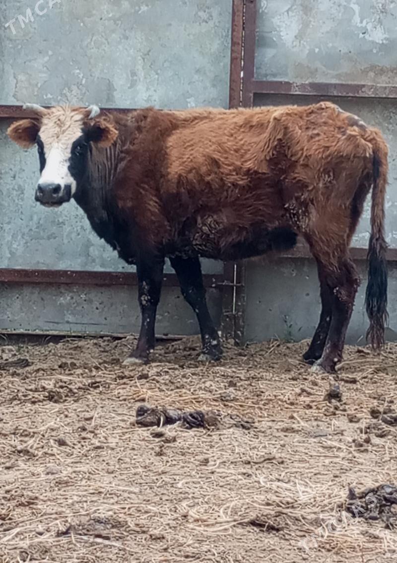 GYSYR SYGYR - Гёкдепе - img 1