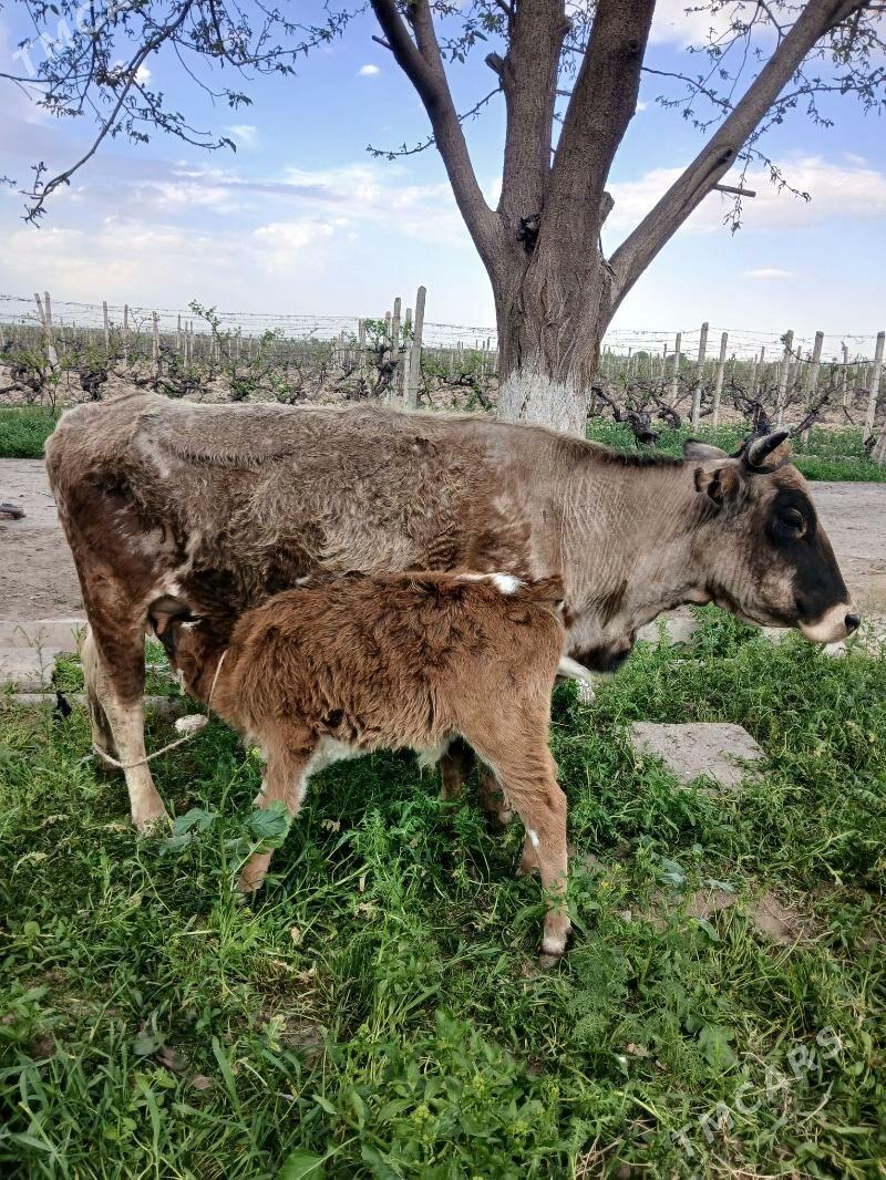 sygyr goleli - Ашхабад - img 1