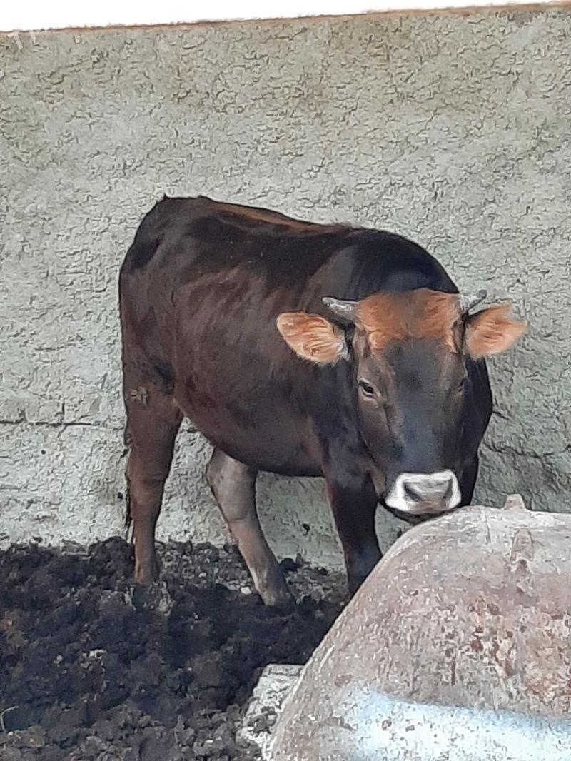 tuwe - Çoganly - img 1