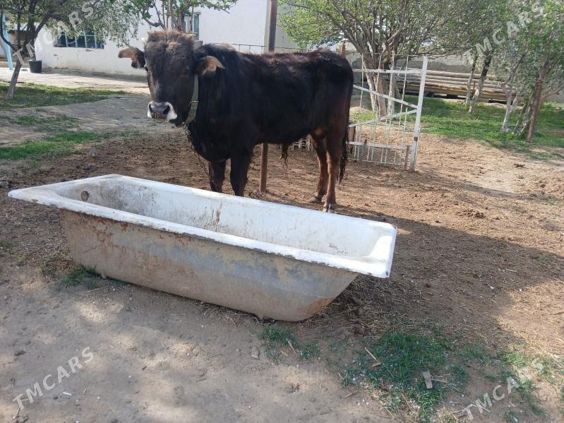 tohum okuz - Bäherden - img 1