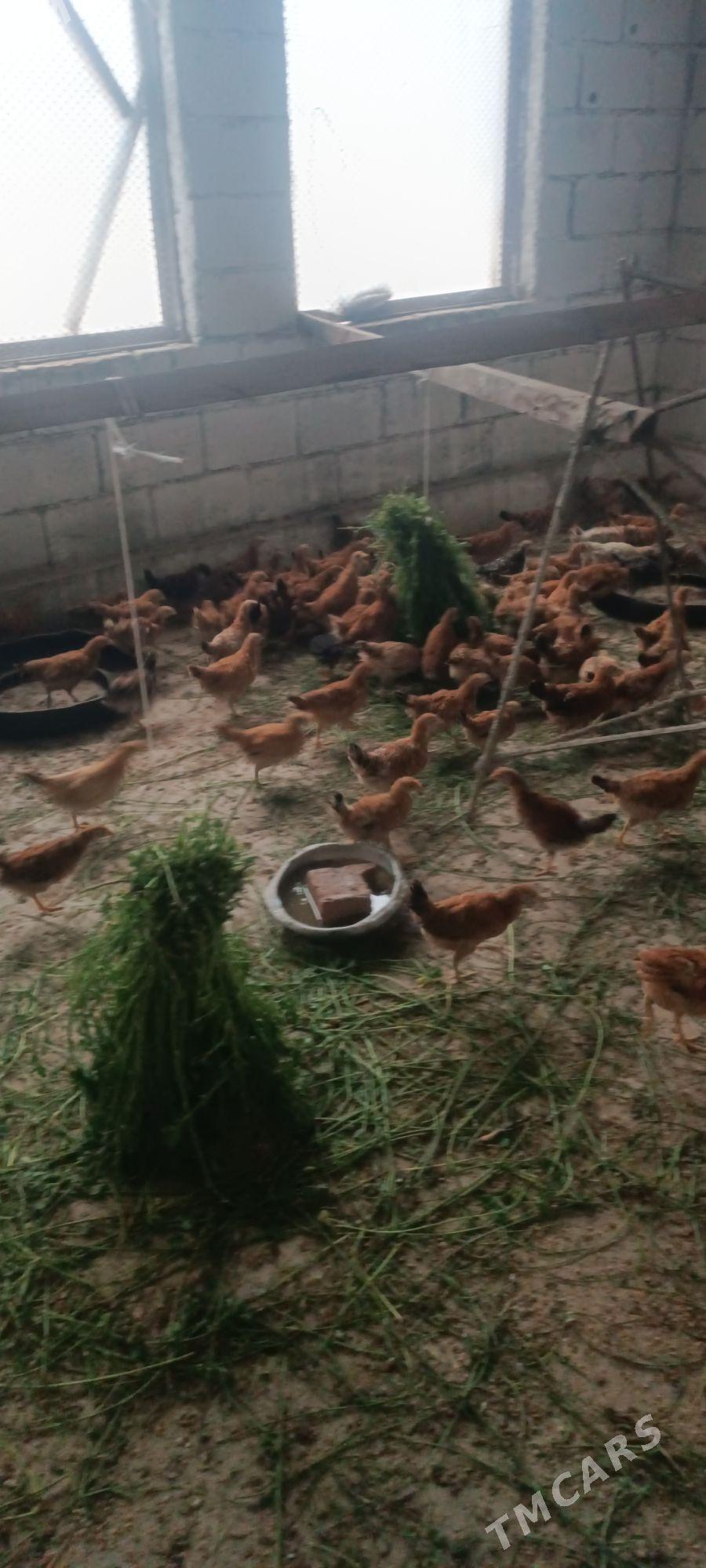 jűýje - Гёкдепе - img 1