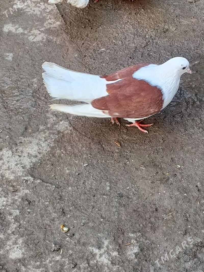 kepderi - Ашхабад - img 1