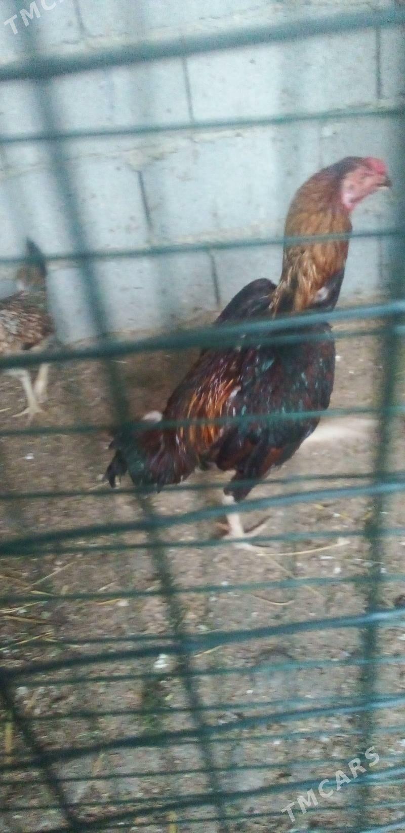 taskent horoz - Gökdepe - img 1