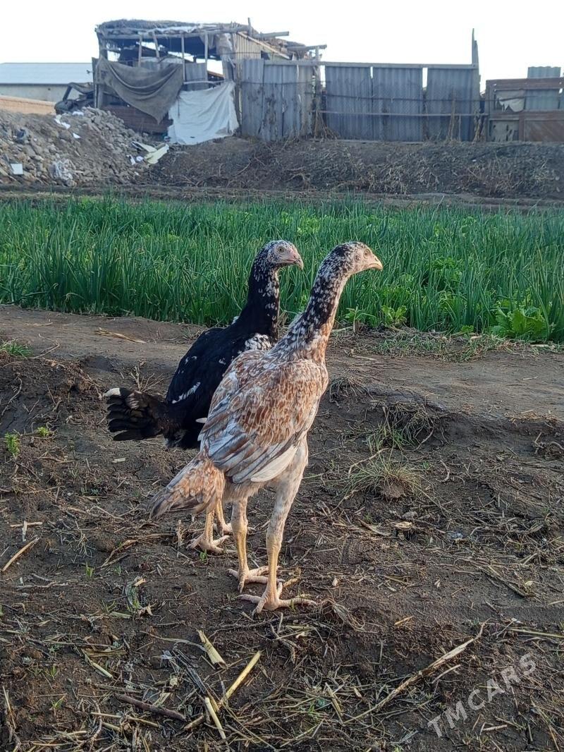 Alaja - Şabat etr. - img 1