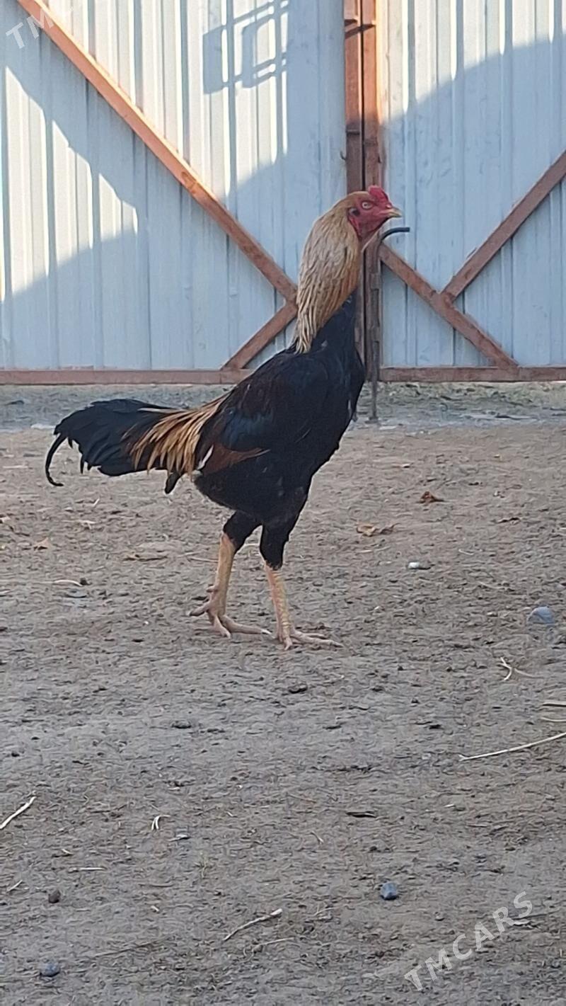 Taskent horaz - Ашхабад - img 1