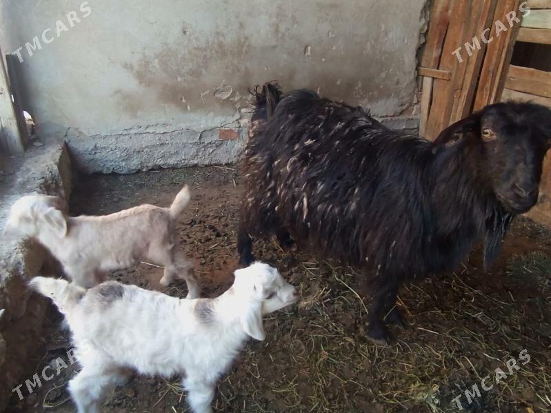 Ekiz oglakly Geci - Мары - img 1