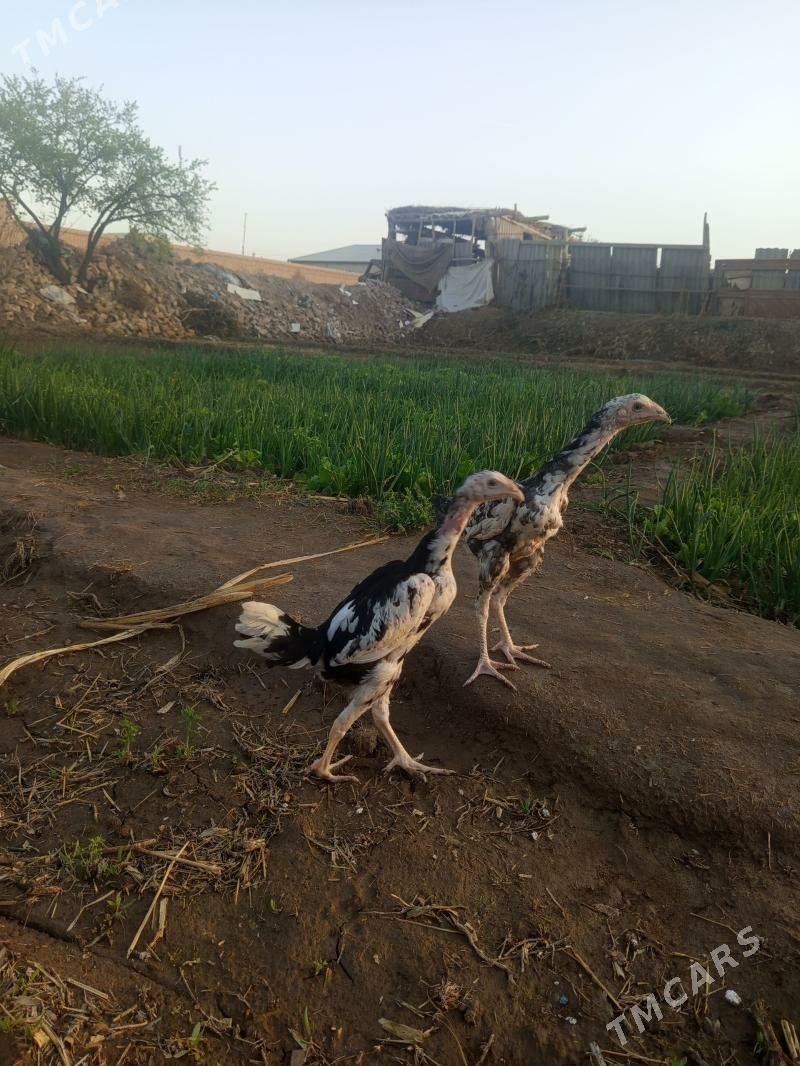 Ajaja horaz - Şabat etr. - img 1