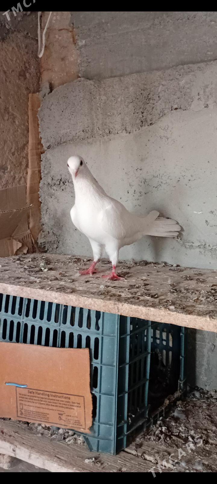 kepderi - Гызыларбат - img 1