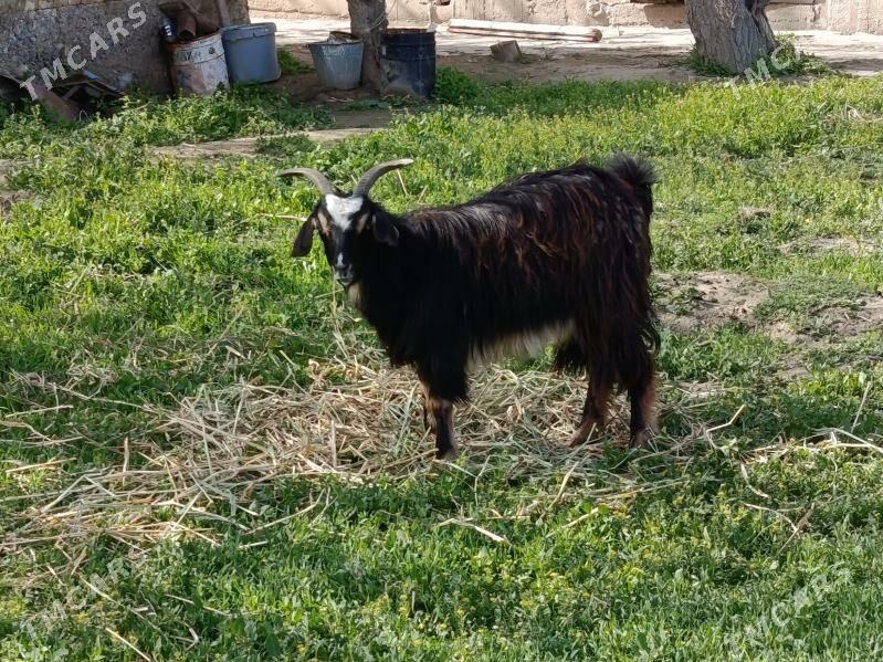 Owlakly gechi - Гёкдепе - img 1