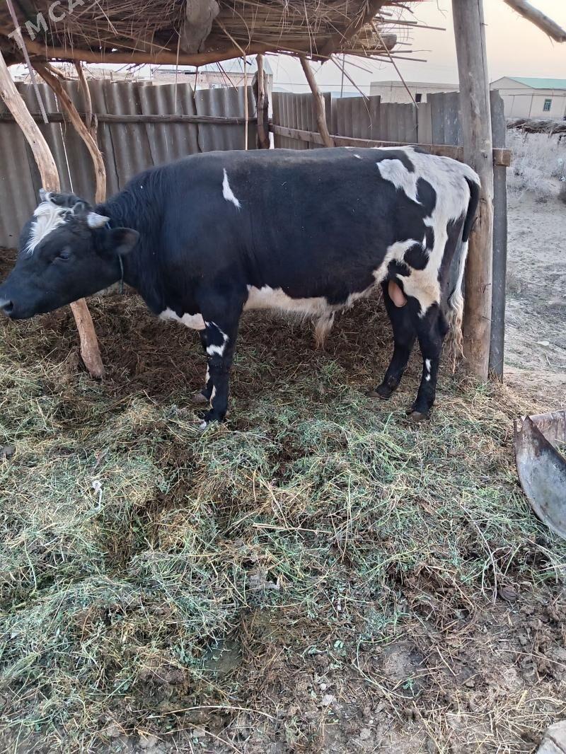 German Ala okuz - Farap - img 1