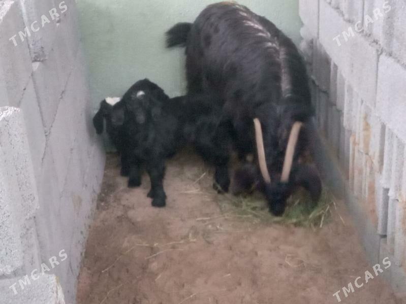 ekiz owlakly geci - Бузмеин - img 1