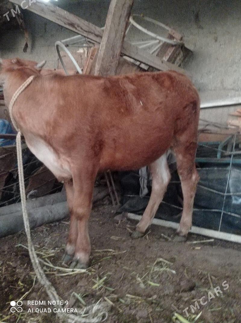 şwes tohum tuwe - Gypjak - img 1