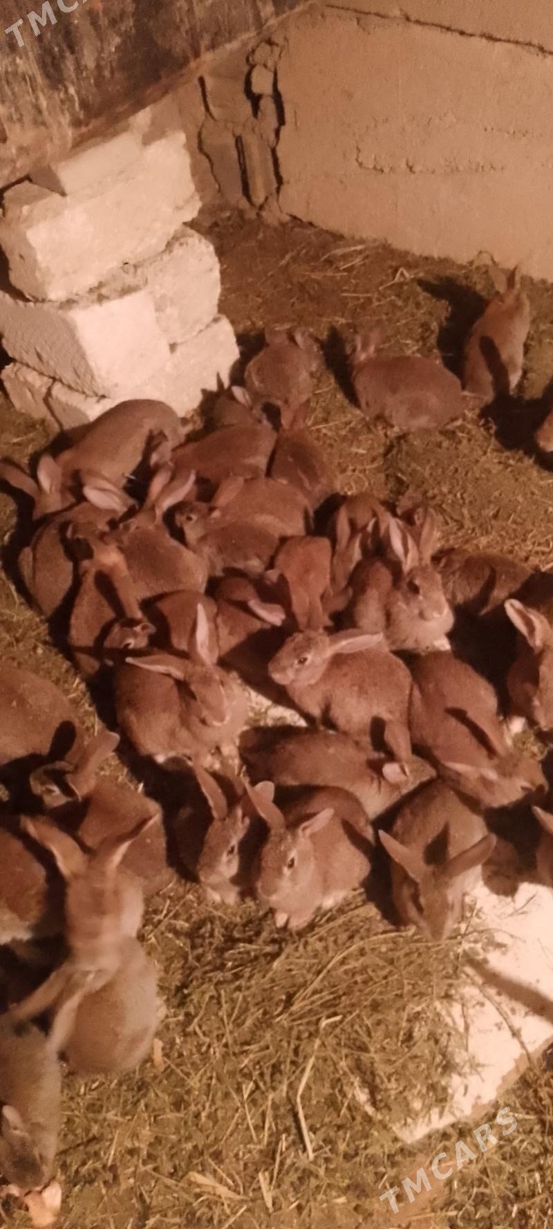 Towsan - Balkanabat - img 1