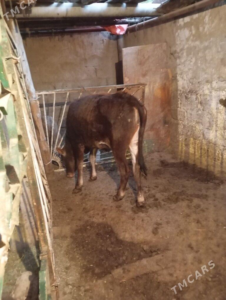 Tüwe - Köşi - img 1