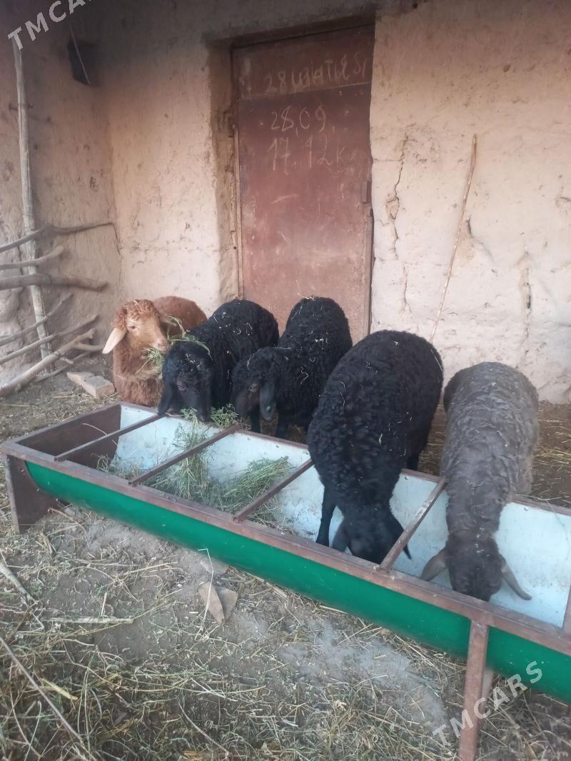 Гоюн ,гузулы гоюн - Daşoguz - img 1